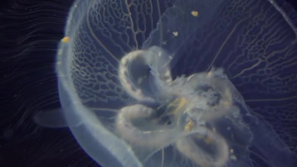 海洋生物とクラゲ — ストック動画