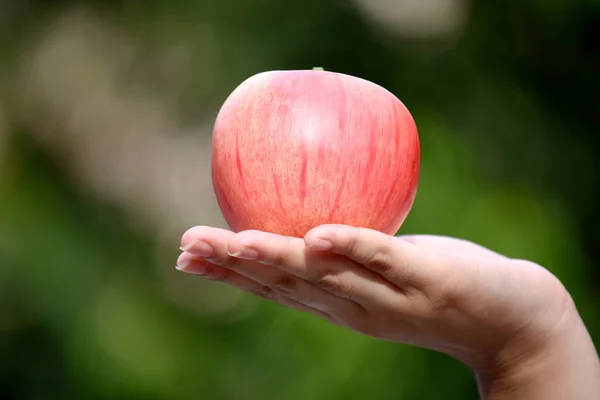 A Female Hand Holding Apple