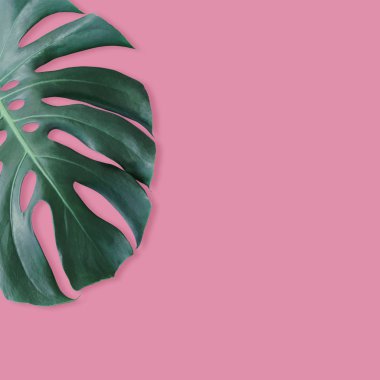 Bitki pembe arka plan kopya alanı en az yaz ile tropikal yaprak Monstera deliciosa veya Swiss peynir