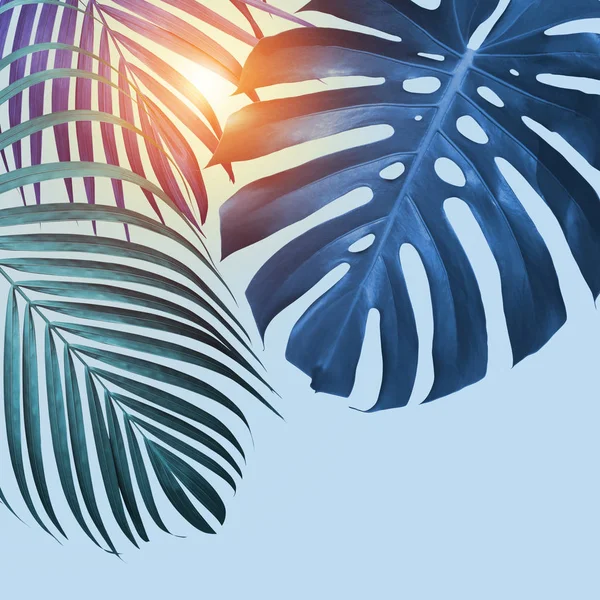 Monstera Deliciosa Palma Gialla Foglie Tropicali Sfondo Blu Con Luce — Foto Stock