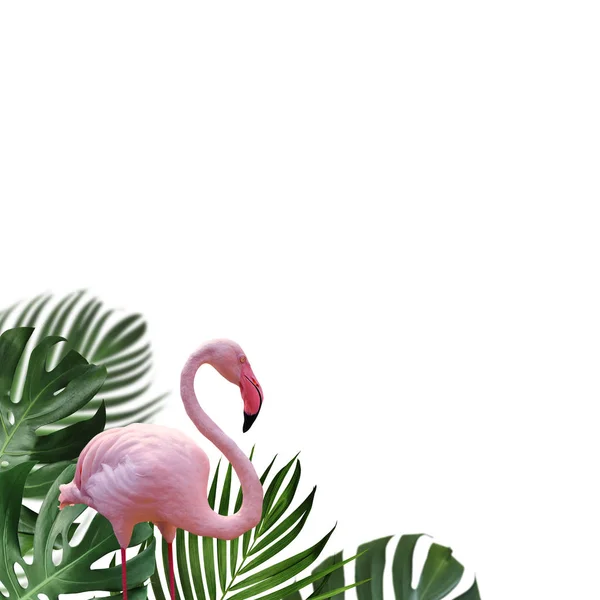 红鹤和热带树叶在白色背景下的夏季概念设计 — 图库照片