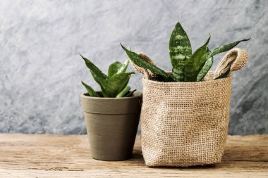 Sansevieria trifasciata ya da yılan bitki tencerede eski ahşap ev ve Bahçe kavramı