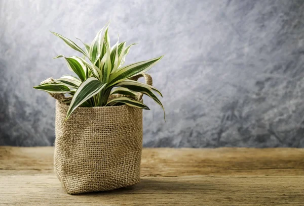 Planta Bambu Sorte Madeira Velha Casa — Fotografia de Stock