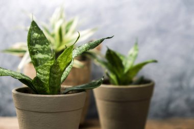 Sansevieria trifasciata ya da yılan bitki tencerede eski ahşap ev ve Bahçe kavramı