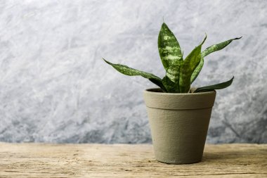 Sansevieria trifasciata ya da yılan bitki tencerede eski ahşap ev ve Bahçe kavramı