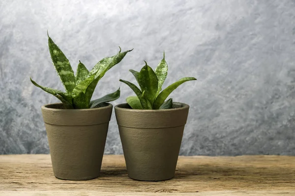 Sansevieria trifasciata ou planta da serpente no potenciômetro no conceito velho da casa e do jardim da madeira — Fotografia de Stock