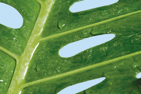 龟背竹美味或瑞士干酪植物热带叶上的宏观水滴 — 图库照片