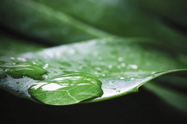 Macro Waterdruppel Van Dauw Monstera Deliciosa Gatenplant Tropische Verlaat Met — Stockfoto