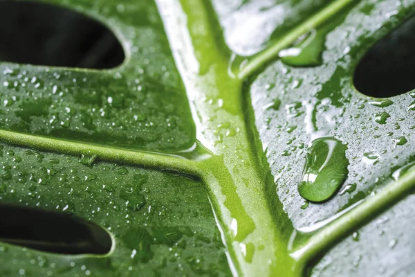 Macro Goutte Eau Sur Monstera Deliciosa Gouttelettes Fromage Suisse Feuilles — Photo