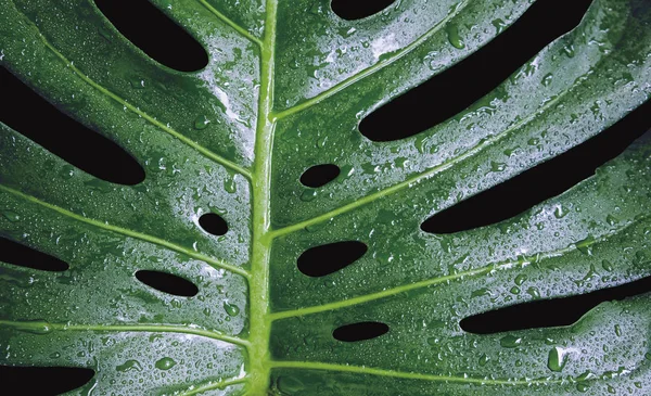 Water Drop Monstera Deliciosa Swiss Cheese Plant Droplet Tropical Leaves — Stock Photo, Image