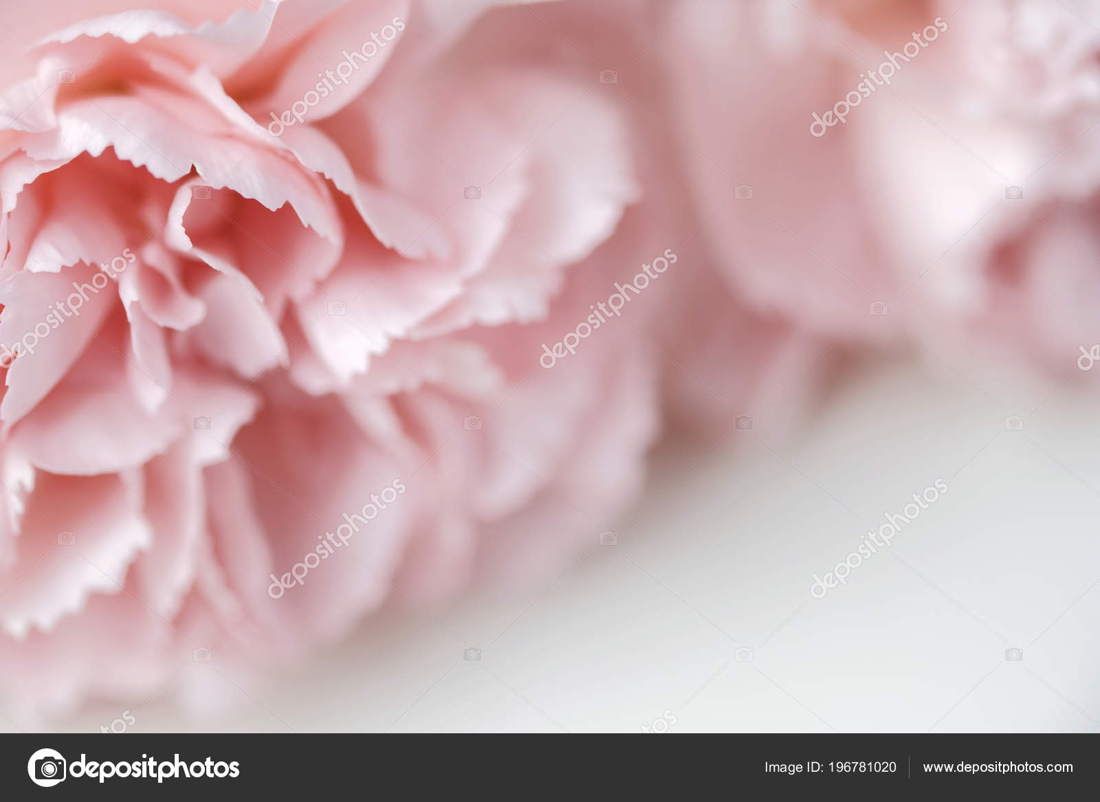 Fond Pastel Fleur Oeillet \u2014 Photographie Myimagine © 196781020