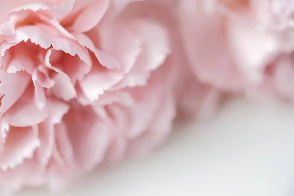Carnation Bloem Pastel Achtergrond — Stockfoto