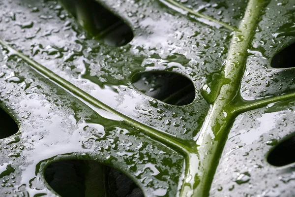 Macro Goutte Eau Sur Monstera Deliciosa Gouttelettes Fromage Suisse Feuilles — Photo