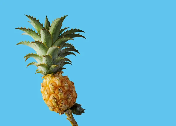 Ananas på blå bakgrund med clipping path minimal sommaren — Stockfoto