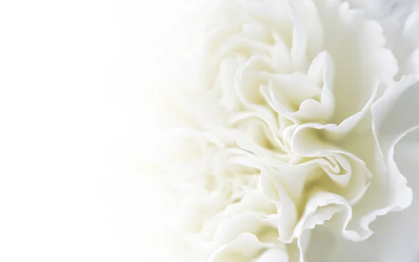 Macro White Carnation Flower Background Copy Space — Stock Photo, Image