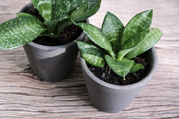 Sansevieria trifasciata o planta de serpiente en maceta sobre madera vieja concepto de hogar y jardín — Foto de Stock