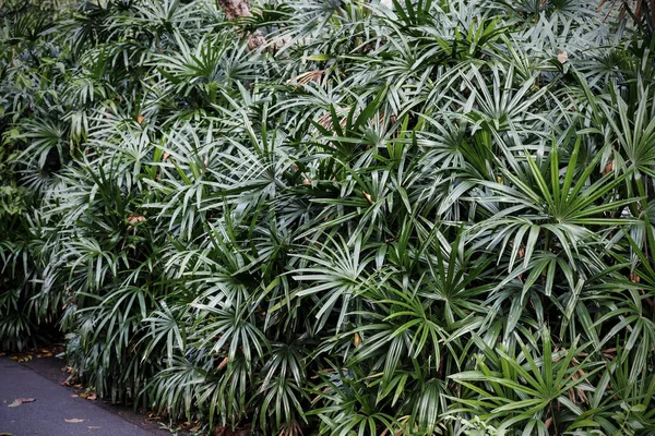Rhapis Excelsa Palmeira Jardim Folhas Tropicais — Fotografia de Stock