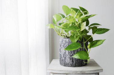 Altın pothos veya Epipremnum aureum penceresinde yatak odalı ev ve Bahçe