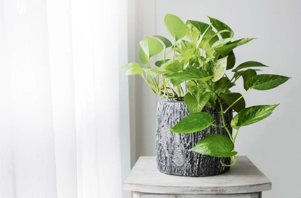 Pothos Oro Epipremnum Aureum Alla Finestra Nella Casa Camera Letto — Foto Stock