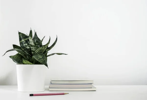 Sansevieria Trifasciata Planta Cobra Vaso Livro Com Lápis Decoração Casa — Fotografia de Stock