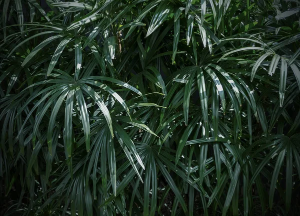 Rhapis Excelsa Vagy Kerti Trópusi Levelek Háttérben Hölgy Palm — Stock Fotó