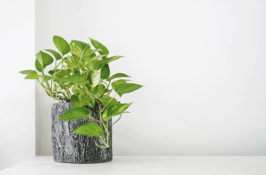 Altın pothos veya Epipremnum aureum beyaz masa oturma odasında ev ve Bahçe