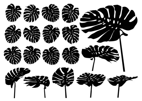 Monstera deliciosa o planta de queso suizo hojas tropicales aisladas sobre fondo blanco vector ilustración — Vector de stock