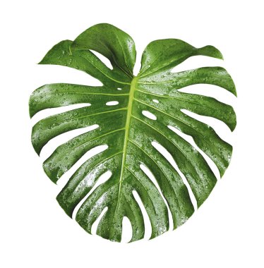 Monstera deliciosa tropikal yaprak ve su damlası kesme yolu ile beyaz zemin üzerinde izole
