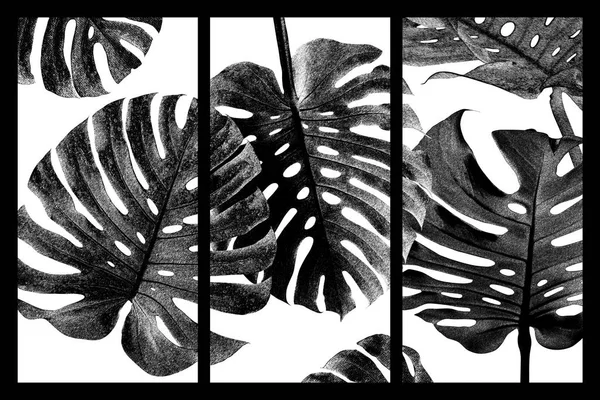 Monstera Deliciosa Fromage Suisse Feuilles Tropicales Dessin Style Noir Blanc — Photo