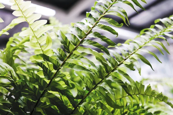 Tigre Fougère Plante Décoration Dans Bureau — Photo