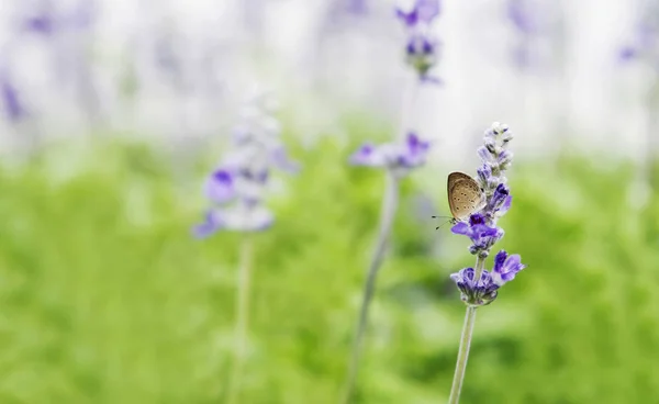 Papillon Sur Fleur Violette — Photo