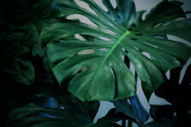 Monstera deliciosa veya İsviçre peyniri tesisi tropikal arka plan bırakır