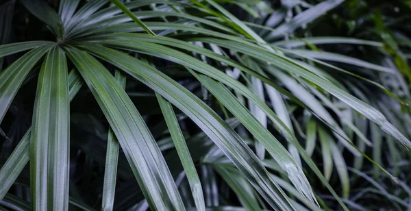 Rhapis 高阿丁或夫人棕榈树在庭院热带叶子背景 — 图库照片