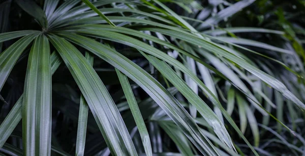 Rapis Excelsa Lady Palmera Jardín Hojas Tropicales Fondo — Foto de Stock