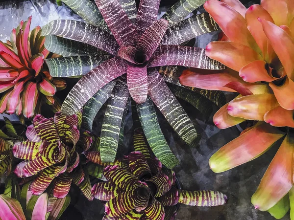 Bromeliad Urn Φυτό Στον Κήπο — Φωτογραφία Αρχείου