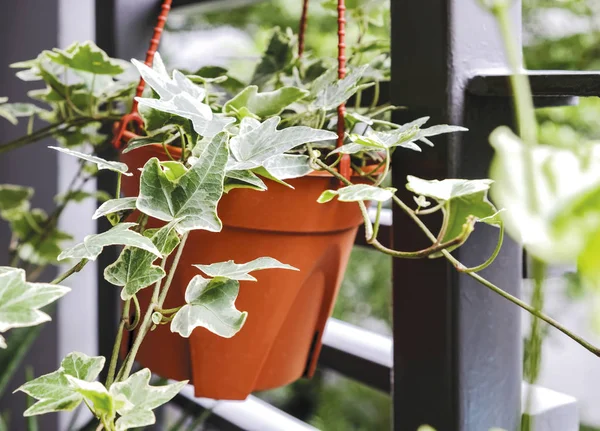 Ivy Inggris atau Hedera helix dalam pot bunga di balkon rumah dan taman — Stok Foto