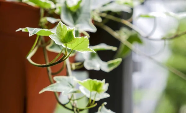 Hera Inglesa Hélice Hedera Vaso Flores Varanda Casa Jardim — Fotografia de Stock