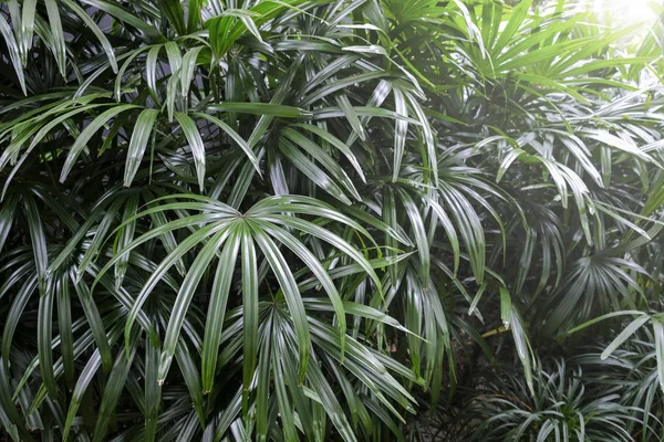 Rhapis Excelsa Palmier Lady Dans Jardin Feuilles Tropicales Fond — Photo