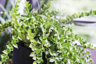 Milyon dave balkon, çiçek tencerede kalpler