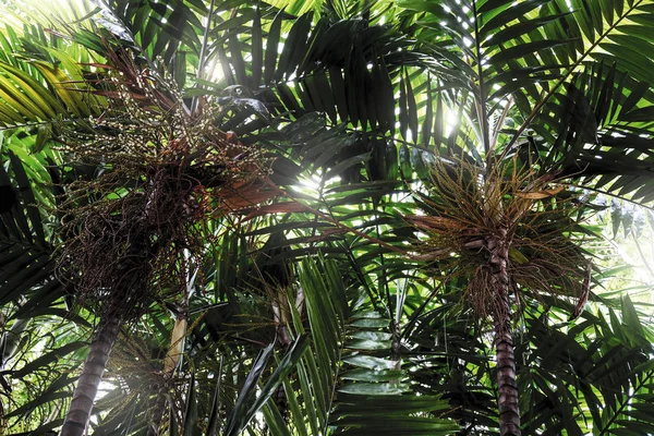 Palmeira Jardim Fundo Tropical — Fotografia de Stock