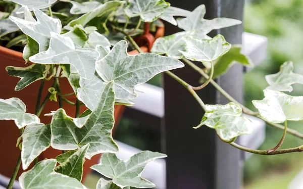 Hera Inglesa Hélice Hedera Vaso Flores Varanda Casa Jardim — Fotografia de Stock