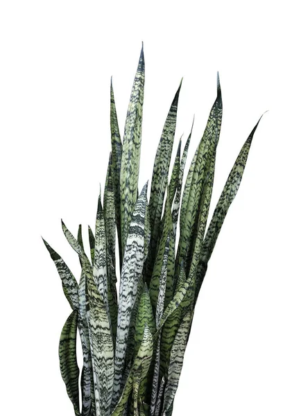 Sansevieria trifasciata oder Schlangenpflanze isoliert auf weißem Hintergrund mit Schnittpfad — Stockfoto