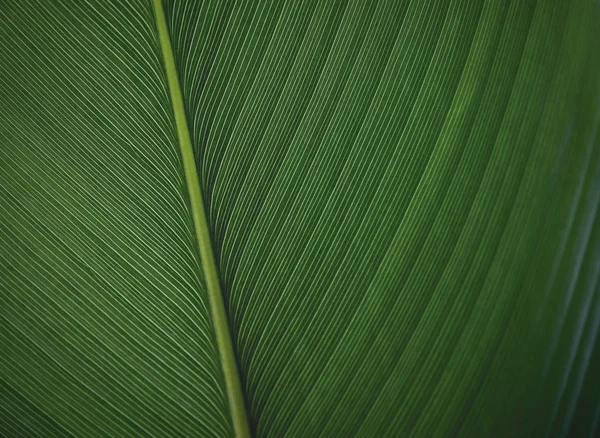 Feuille Verte Texture Fond — Photo