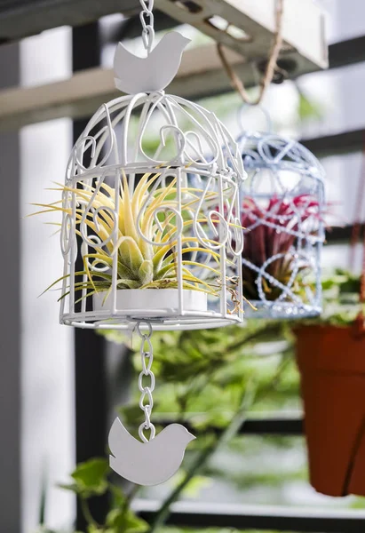 Tillandsia en la decoración de la jaula de aves en el pequeño jardín en el balcón — Foto de Stock