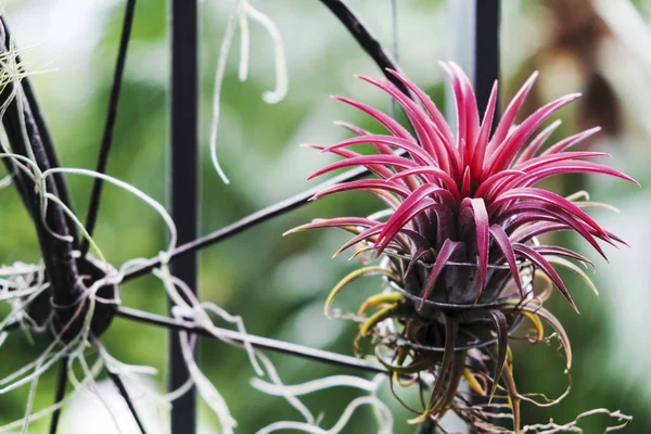 Tillandsia v malé zahradě na balkon — Stock fotografie