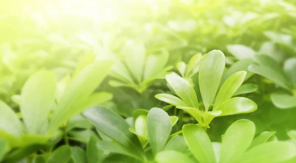 Natureza Fundo Folhas Verdes Wih Luz Solar Jardim — Fotografia de Stock