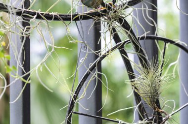 Tillandsia küçük Bahçe, balkon