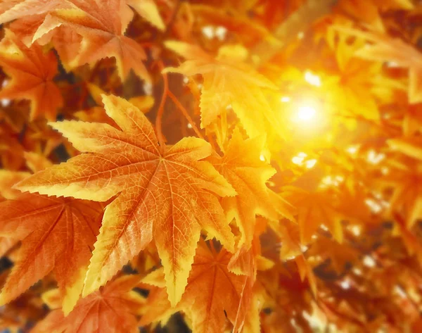 Herbst Hinterlässt Hintergrund Mit Kopierraum — Stockfoto