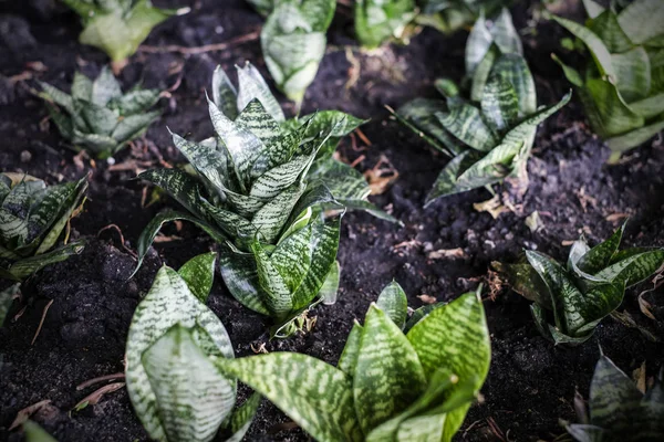 Sansevieria Trifasciata Planta Cobra Jardim — Fotografia de Stock