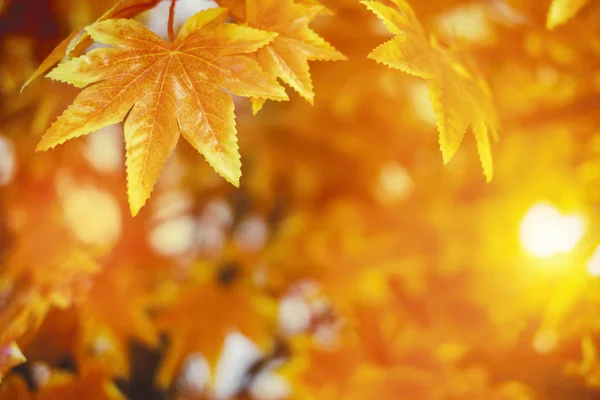 Güneş Işığı Arka Plan Akçaağaç Yaprağı Ile Sonbahar Yaprakları — Stok fotoğraf